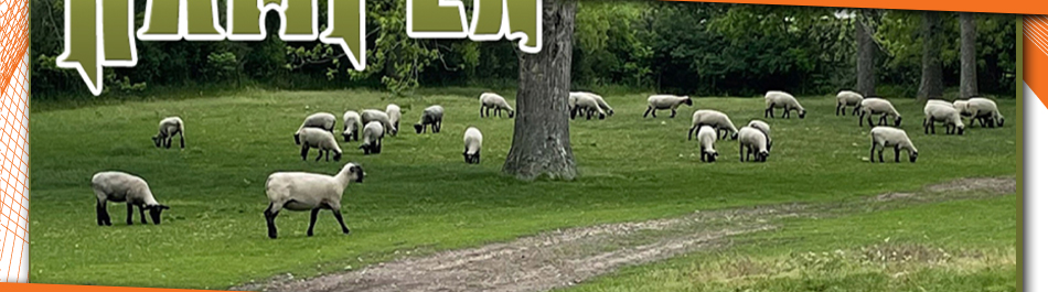 Kampen Club Lambs || Humboldt, Iowa