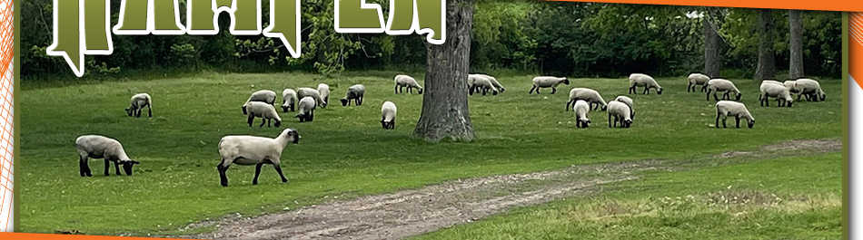 Kampen Club Lambs || Humboldt, Iowa