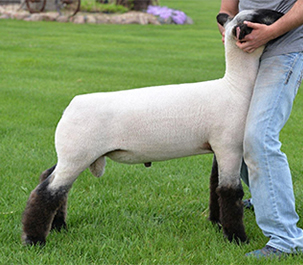 Kampen Club Lambs || Sires
