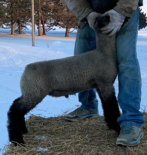 Kampen Club Lambs || Sires