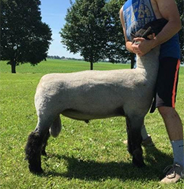 Kampen Club Lambs || Sires